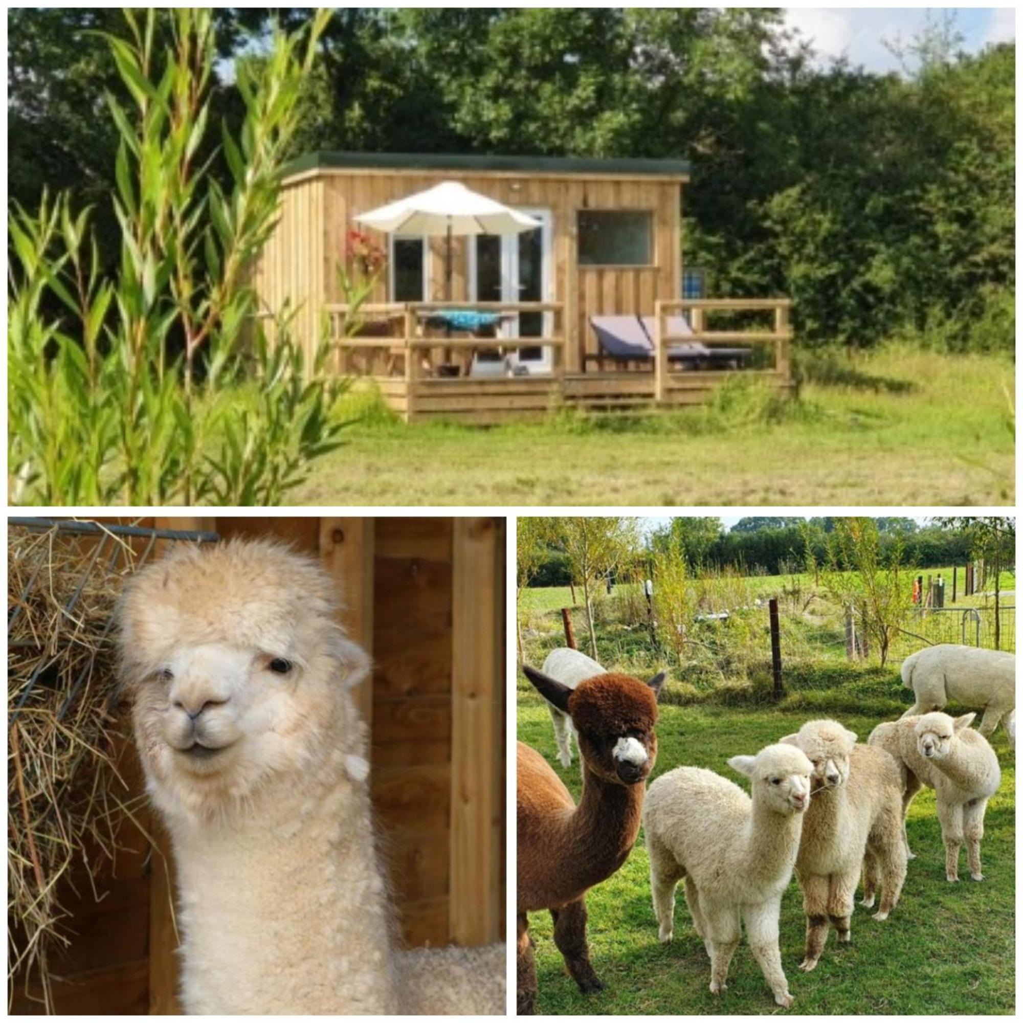 Dartmoor Reach Alpaca Farm Heated Cabins 5 Mins Drive To Dartmoor Bovey Tracey Exterior foto