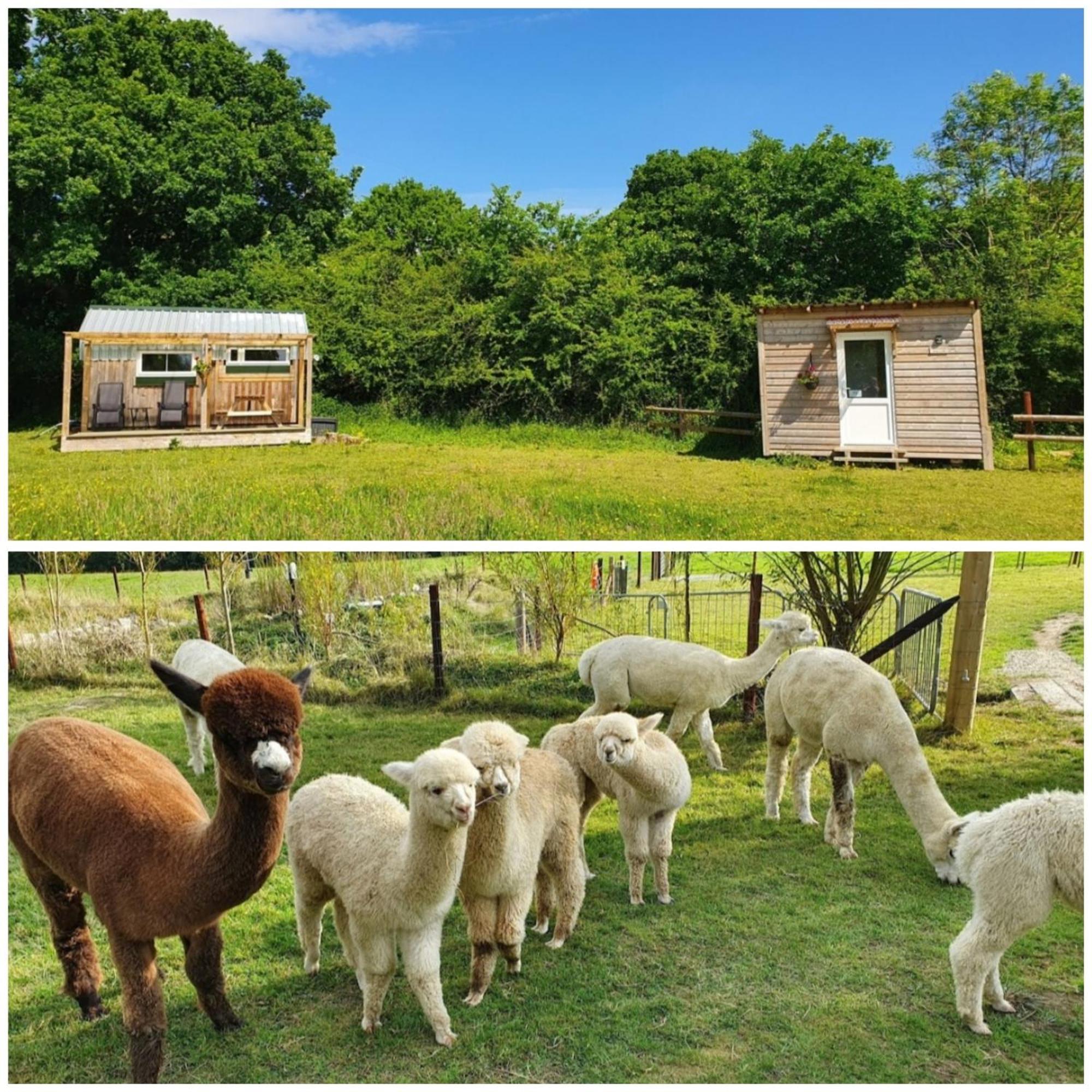 Dartmoor Reach Alpaca Farm Heated Cabins 5 Mins Drive To Dartmoor Bovey Tracey Quarto foto