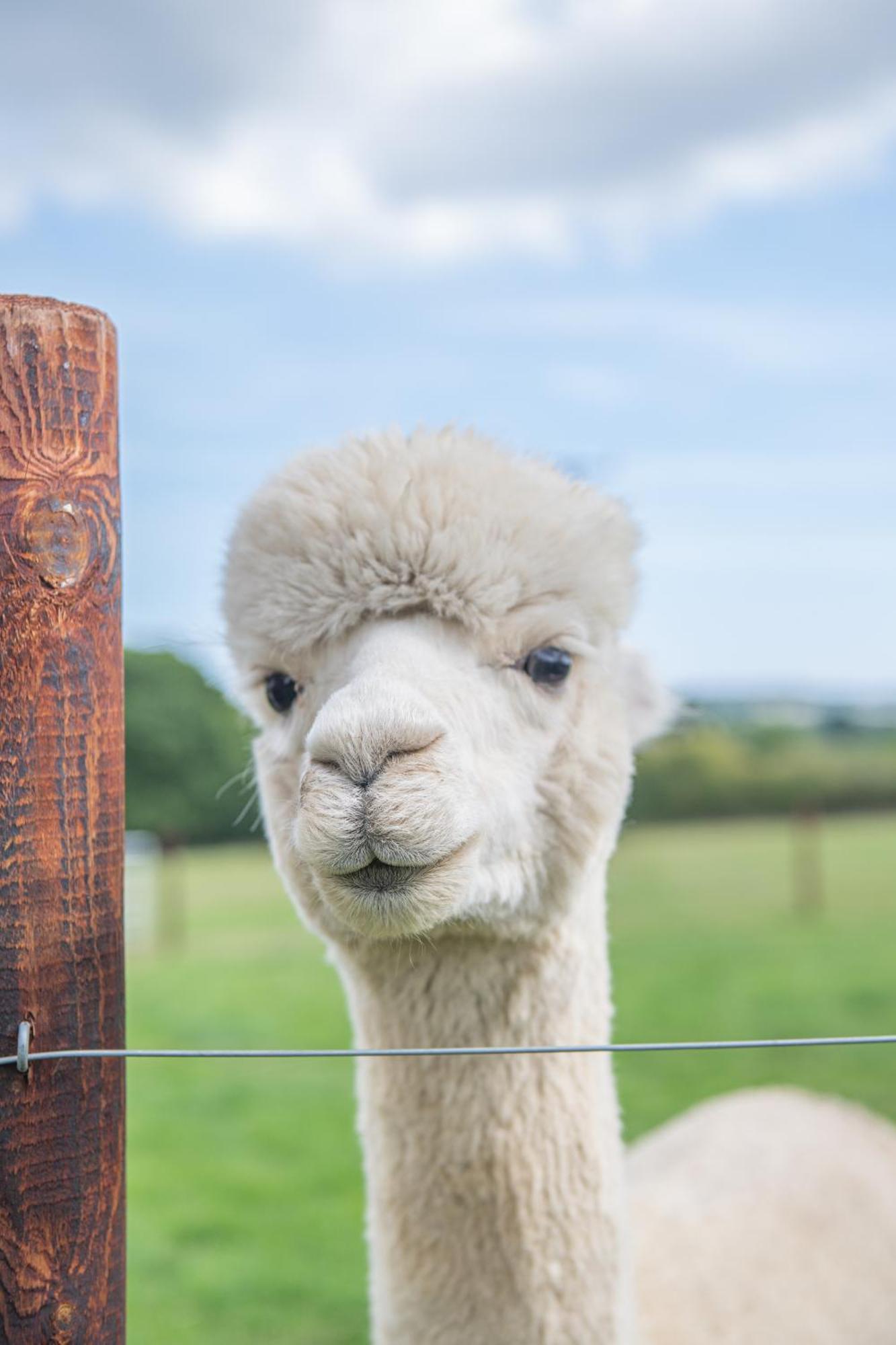 Dartmoor Reach Alpaca Farm Heated Cabins 5 Mins Drive To Dartmoor Bovey Tracey Quarto foto